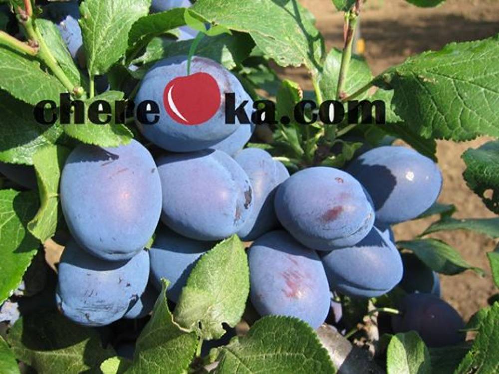 Слива Чачанска Лепотица 12лв / 6.13€