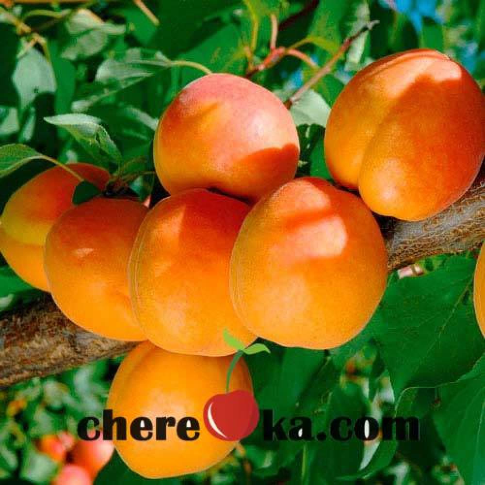 Кайсия Албена