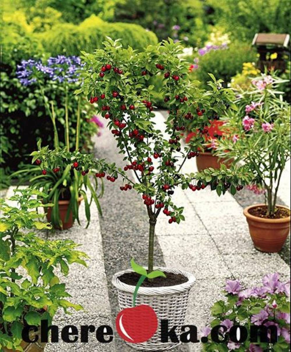 Японска Череша 8€