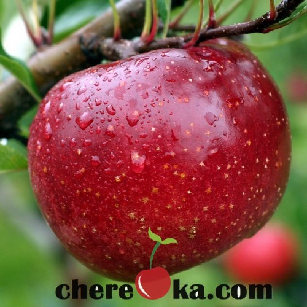 Ябълка Мелроуз 7€