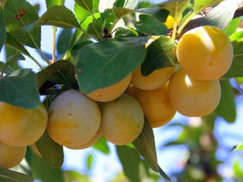 Жълта Афъзка 7€