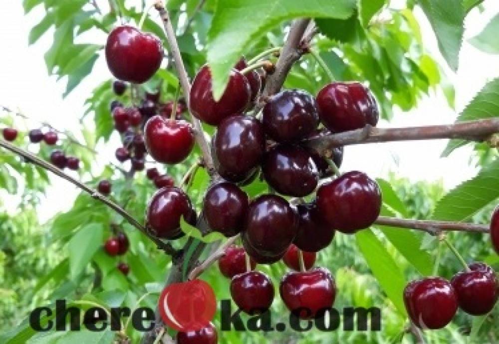 Череша Бинг