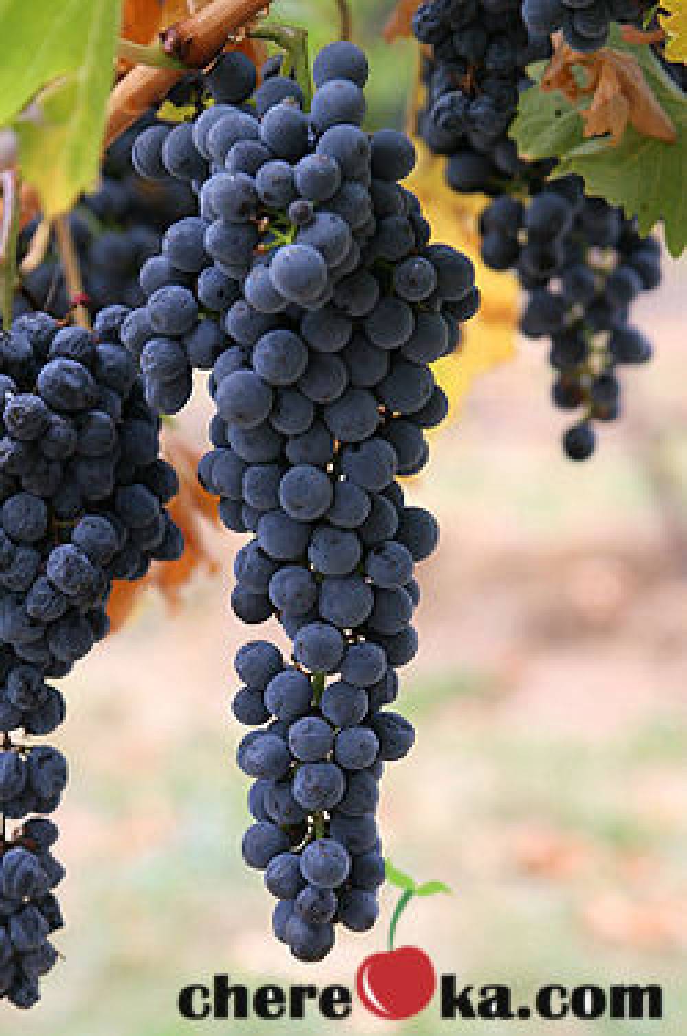 Лозе Мерло 5€