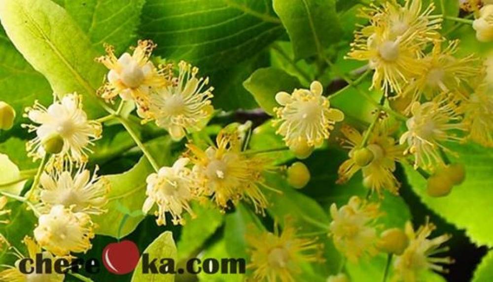 Сребролистна Липа 12лв / 6.13€