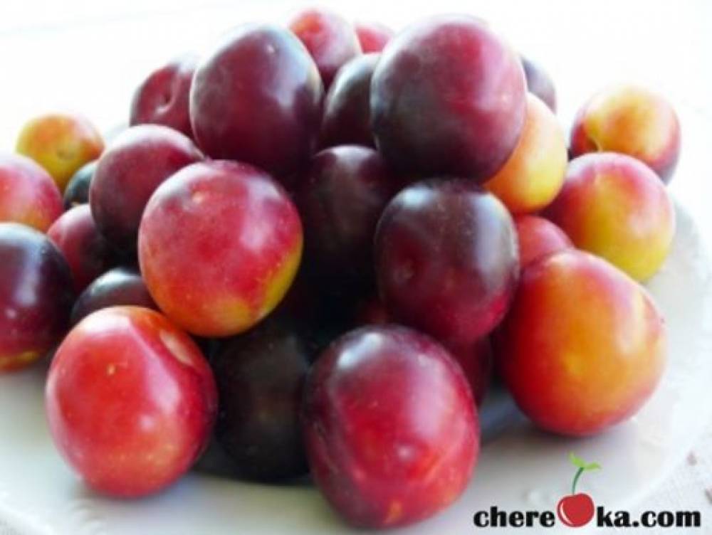 Червена Афъзка 7€