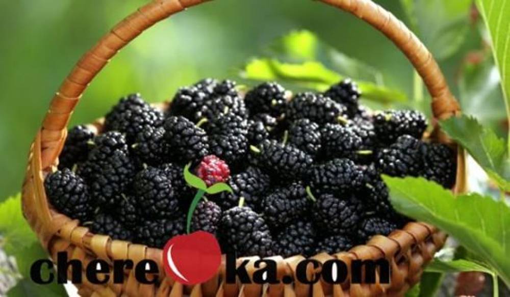 Черница 12лв / 6.13€