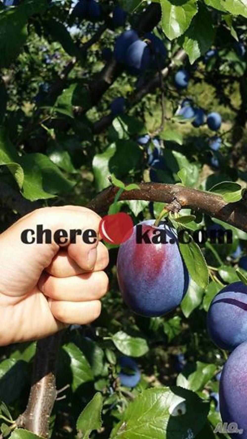 Слива Стенлей 12лв / 6.13€