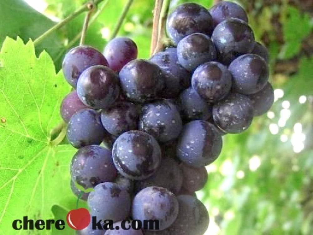 Лозе Дунав 8лв / 4.09€