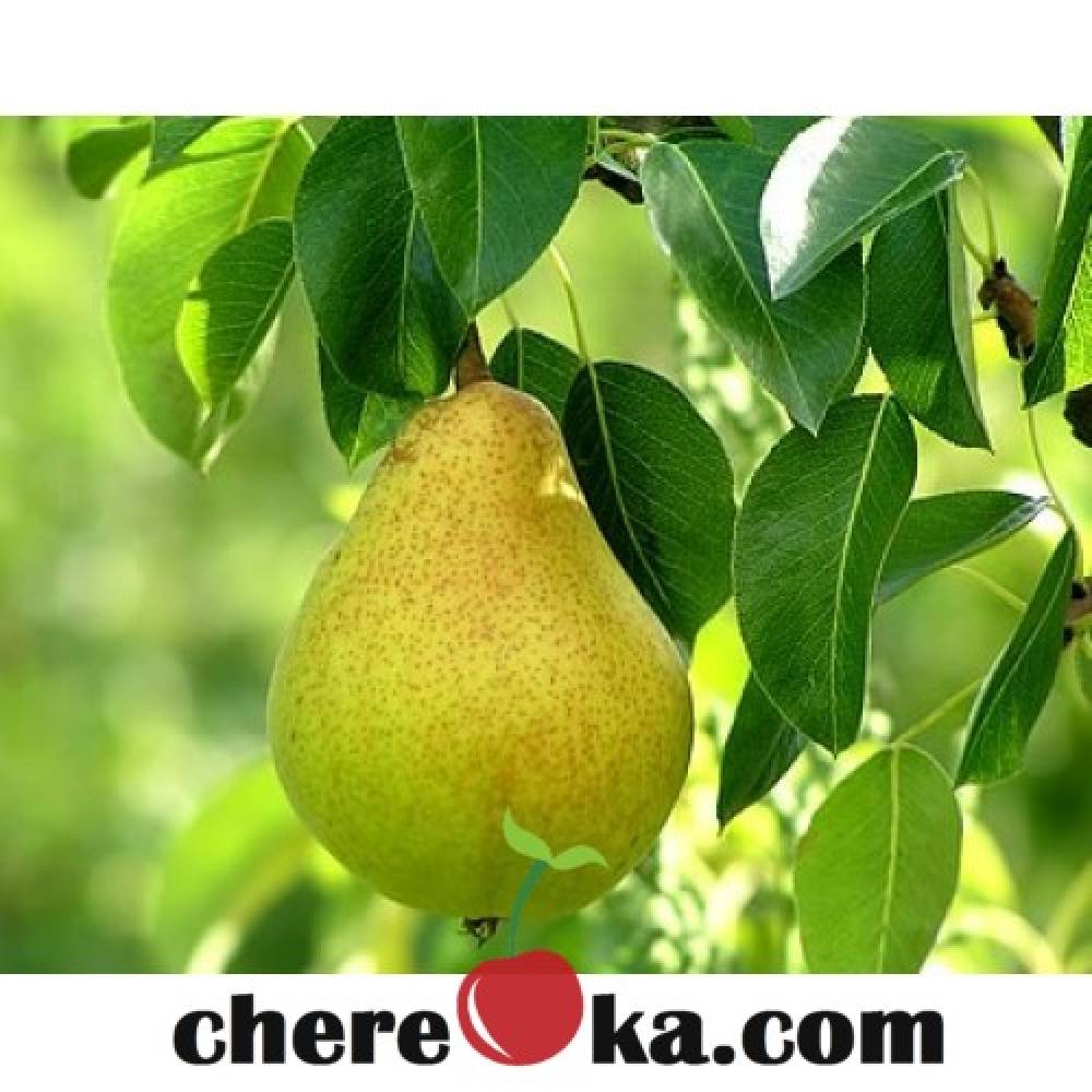 Юнска Круша 7€