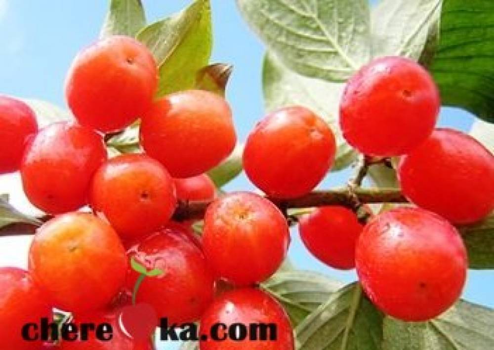 Дрян 15лв / 7.67€