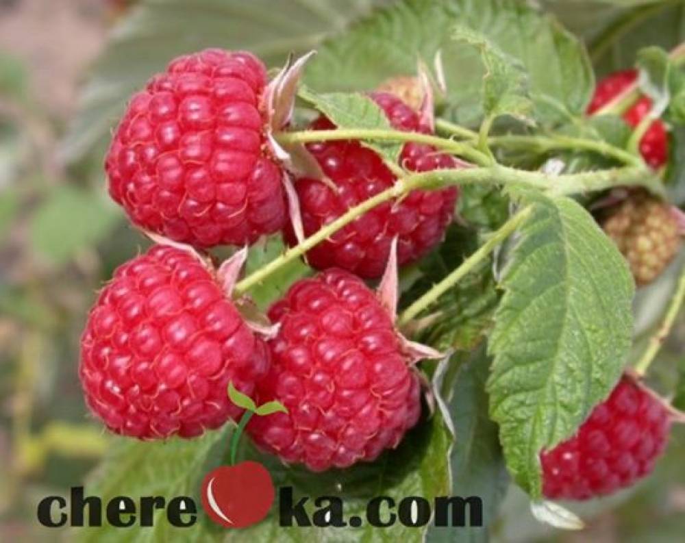 Малини Люлин