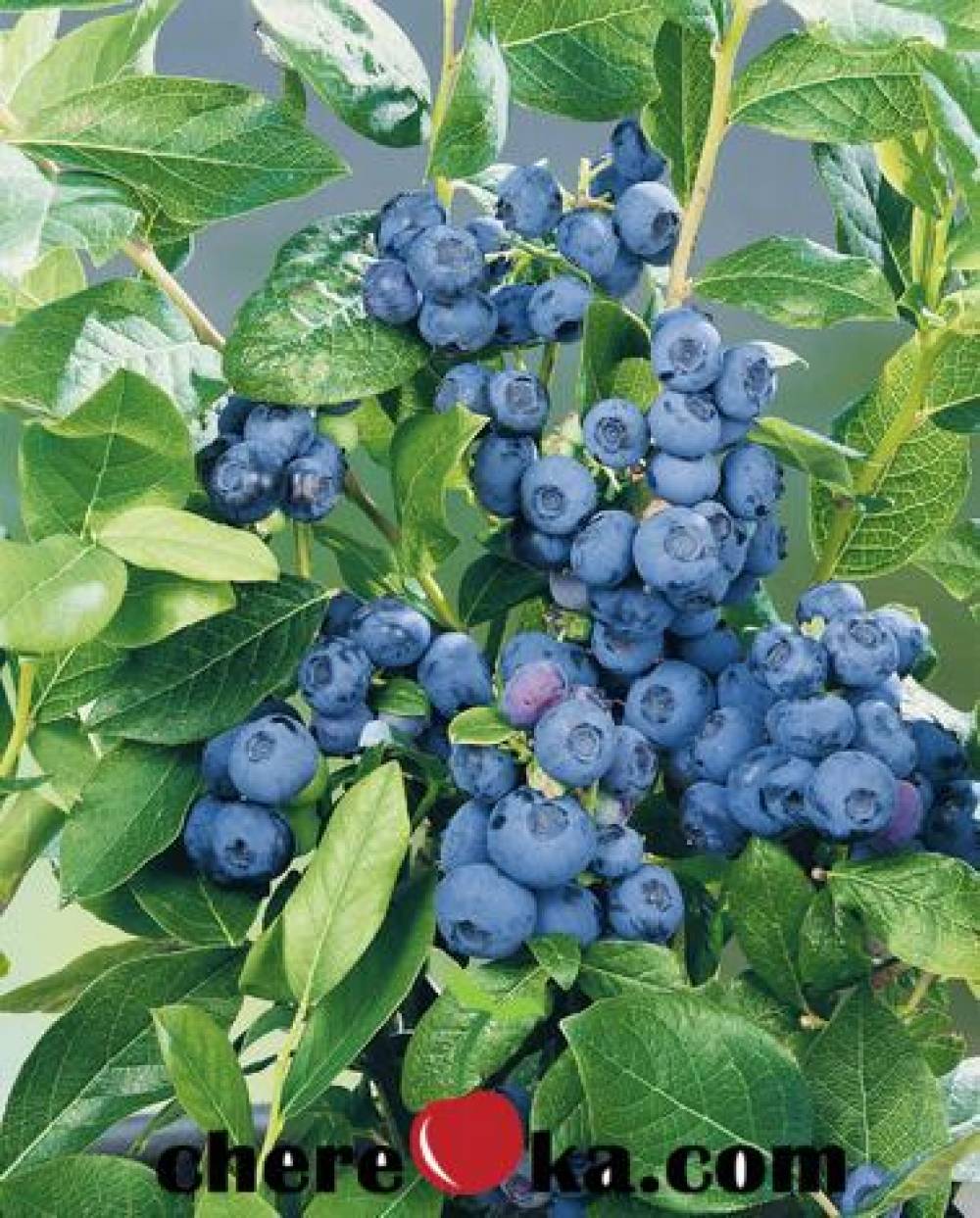 Американска Боровинка 20лв / 10.23€