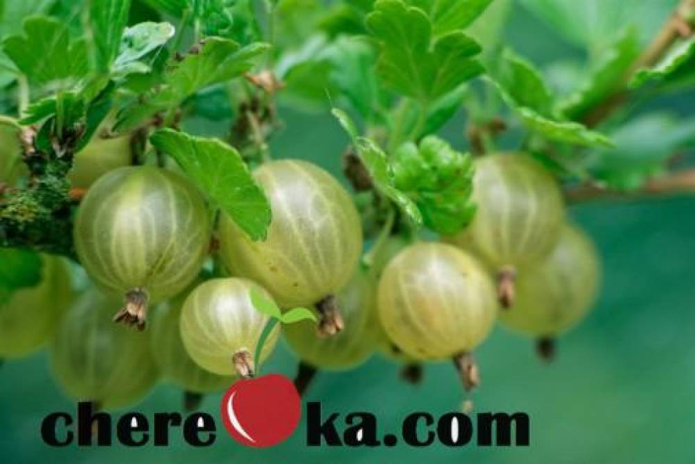 Цариградско Грозде 12лв / 6.13€