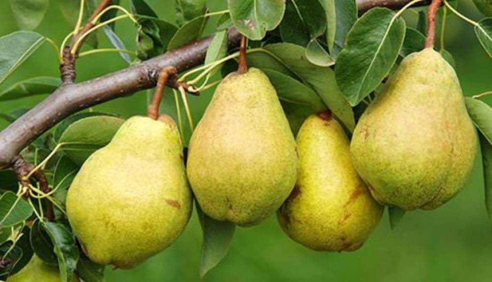 Круша Харденпонтова Масловка 12лв / 6.13€