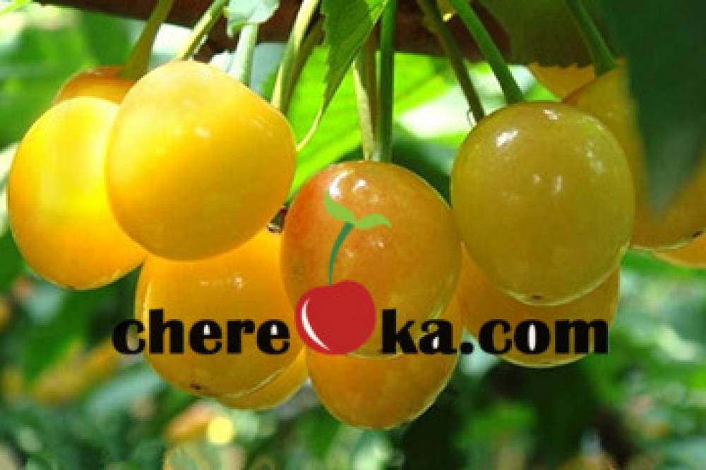 Череша Дроганова Жълта 12лв / 6.13€