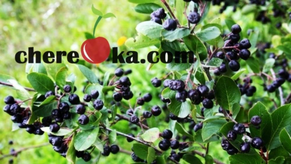 Арония 8лв / 4.09€