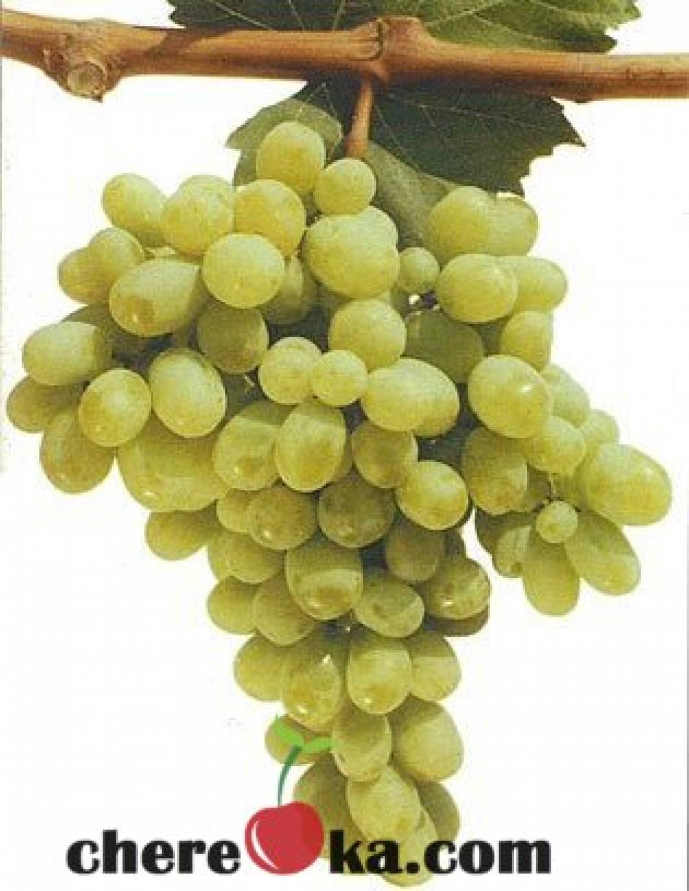 Супер Ран Болгар 5€