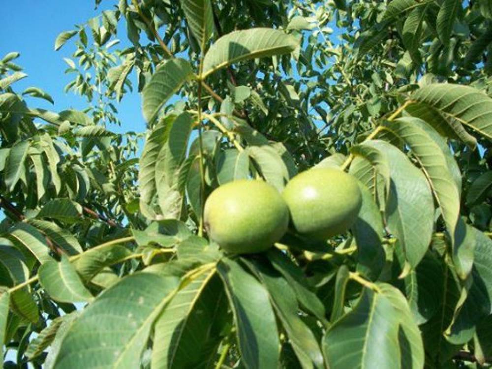 Орех Чандлър 20лв / 10.23€