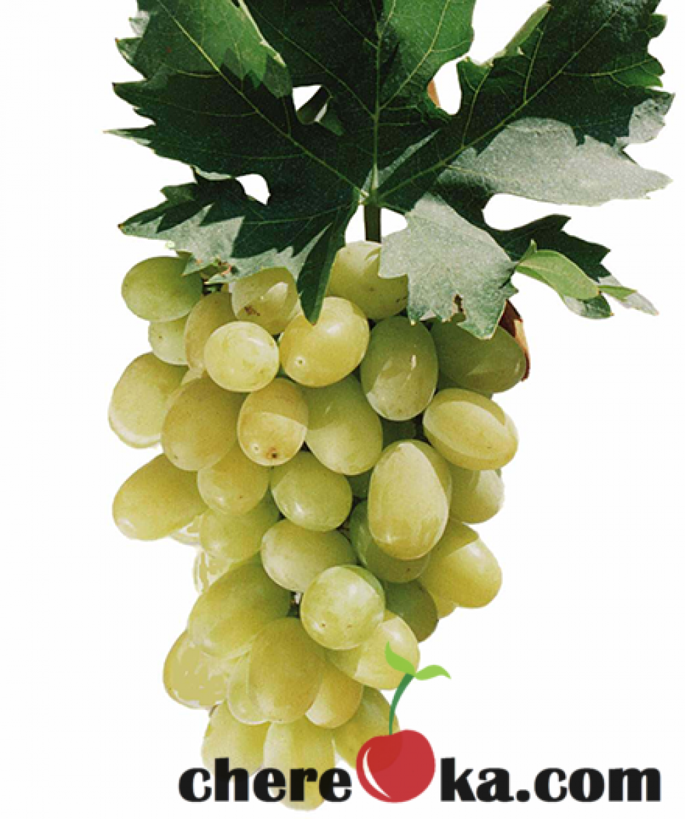 Лозе Брестовица 8лв / 4.09€