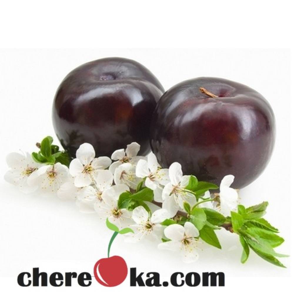 Слива Анджелино 12лв / 6.13€