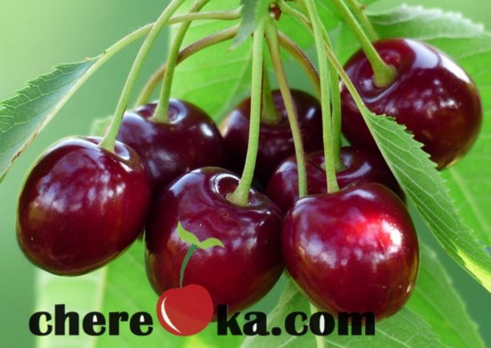 Череша Ван 12лв / 6.13€