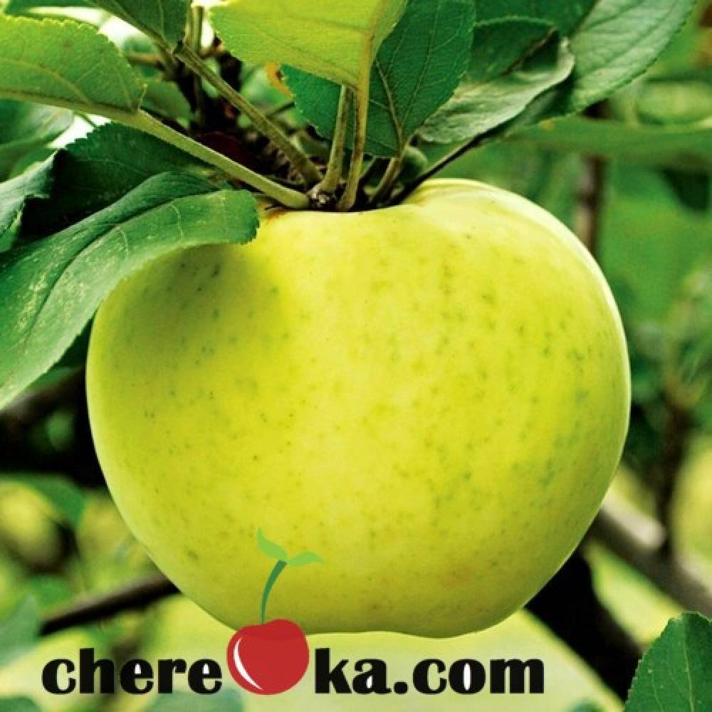 Ябълка Шарден 7€