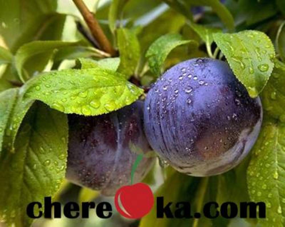 Сливо-Кайсиев Хибрид 12лв / 6.13€