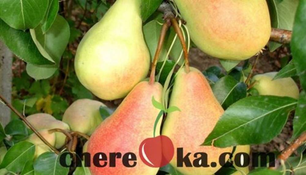 Круша Хардиева Масловка 12лв / 6.13€