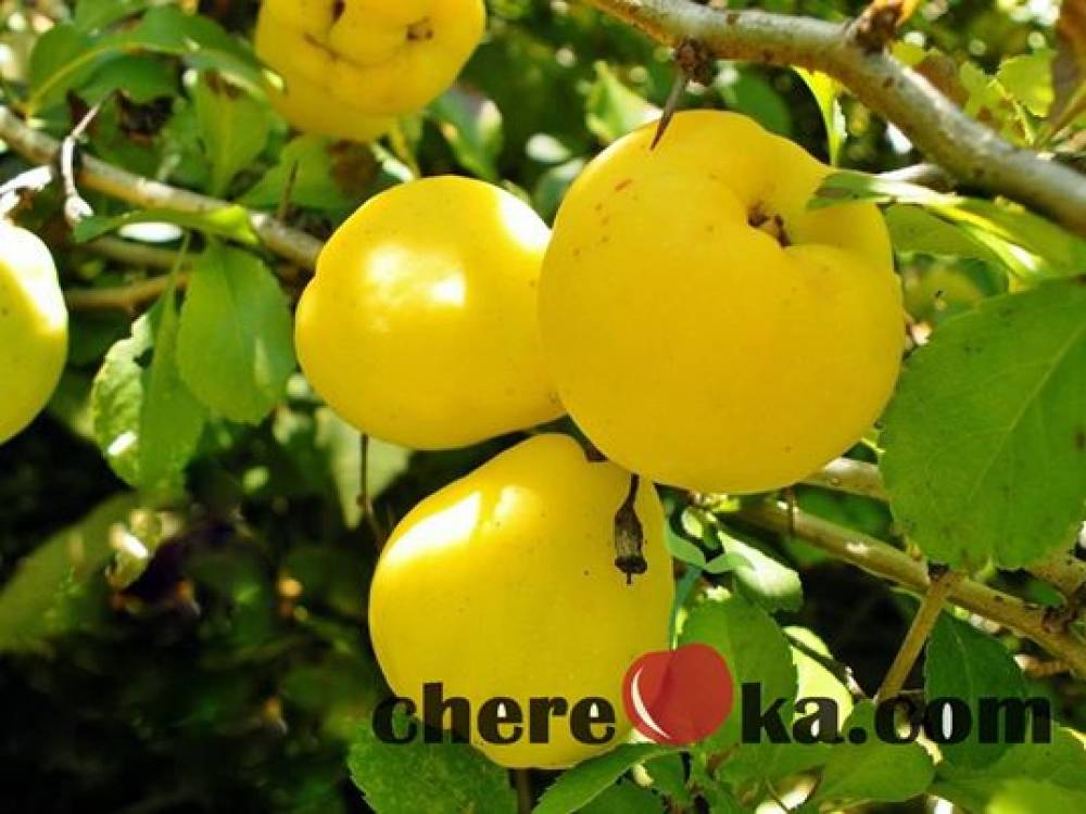 Дюля Хемус 12лв / 6.13€