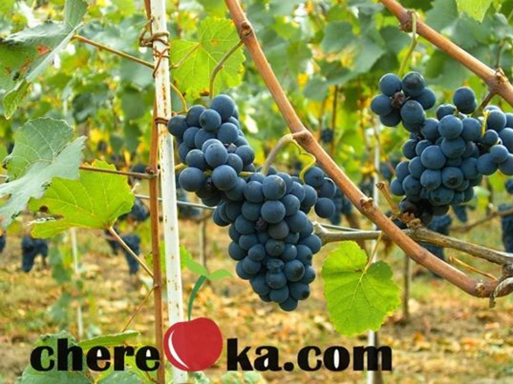 Лозе Сира 5€