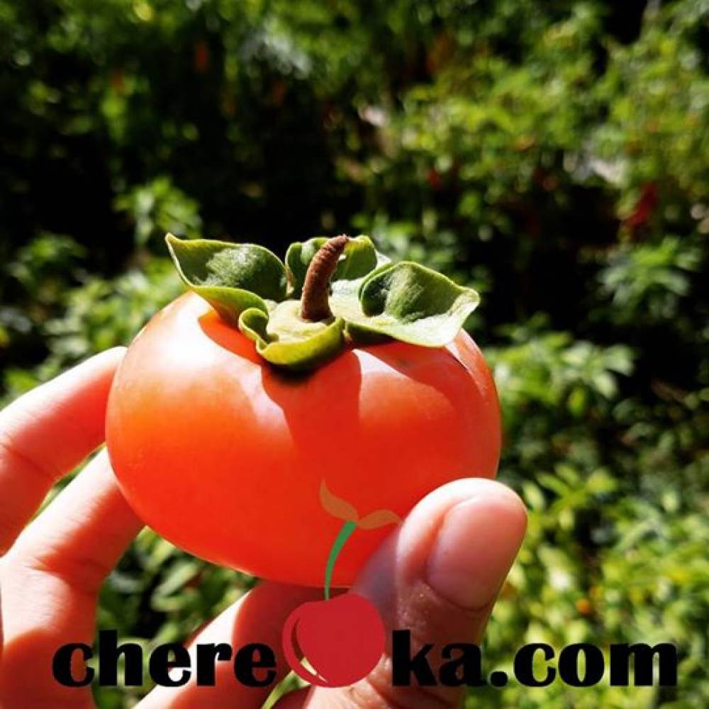 Райска Ябълка - Медовина 20лв / 10.23€