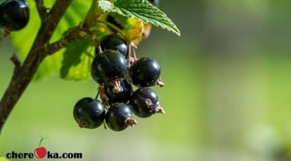 Касис 5лв / 2.56€