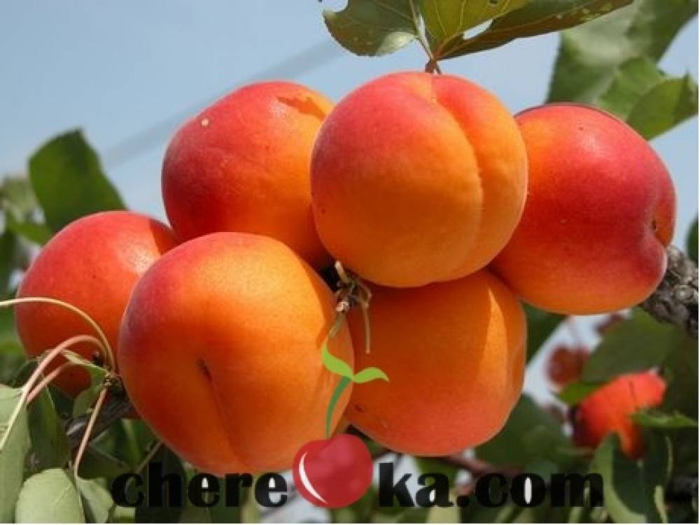 Унгарска Кайсия 12лв / 6.13€