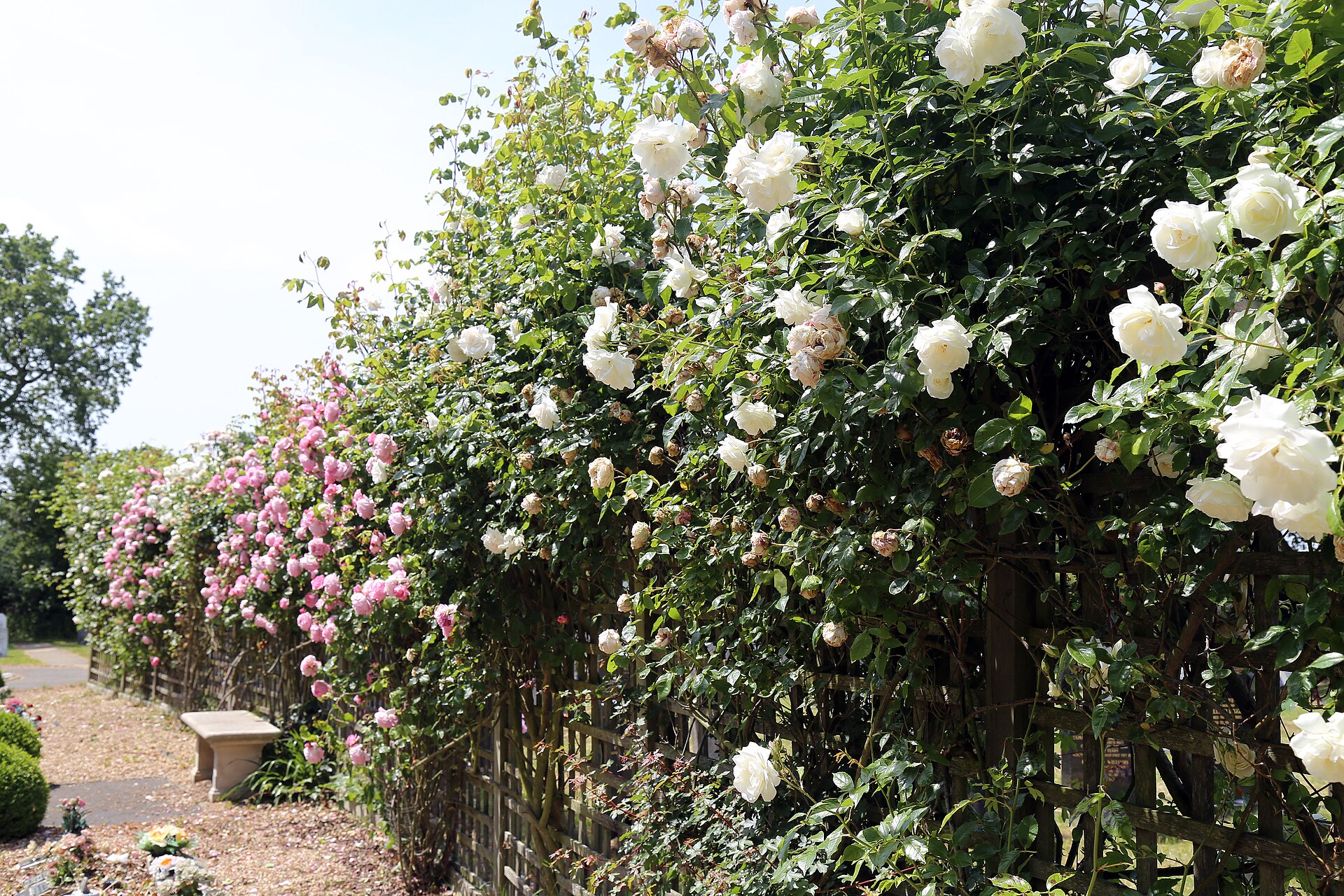 Бяла влачеща 7€