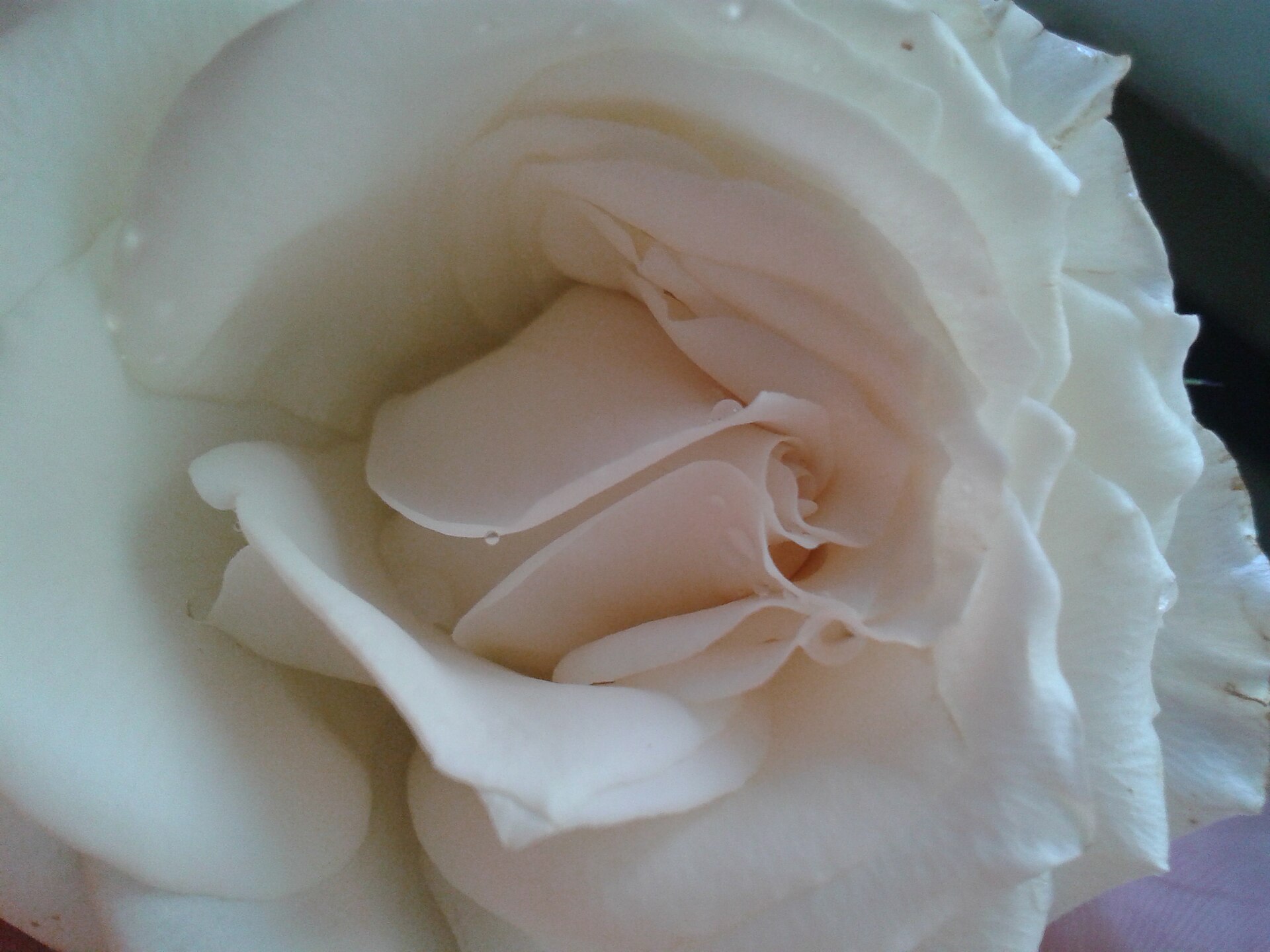 Бяло поло 6€