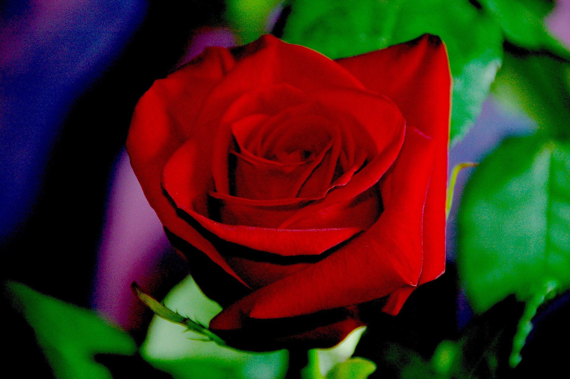 Червена магия 6€