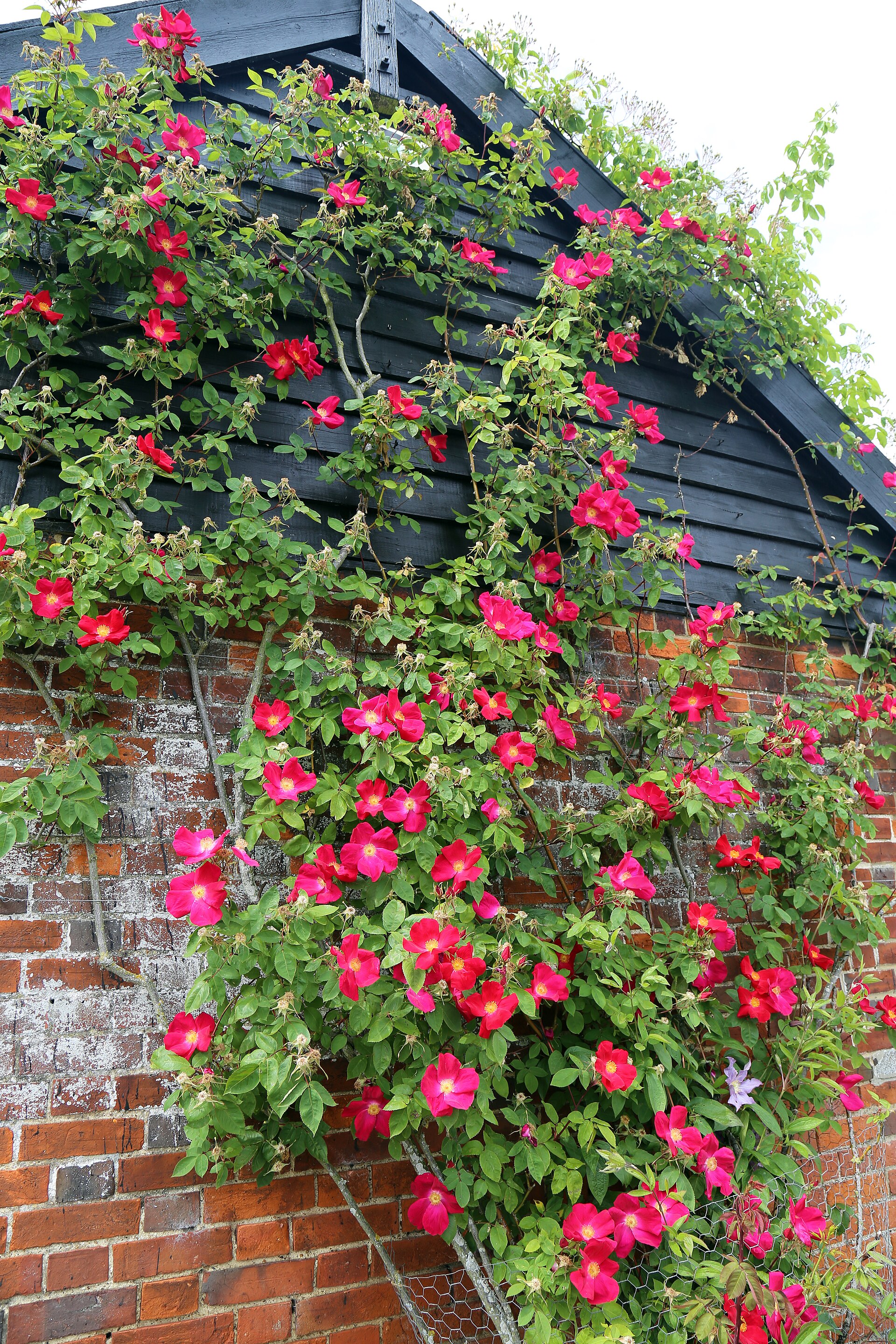 Червена влачеща Крайслер Империал 7€