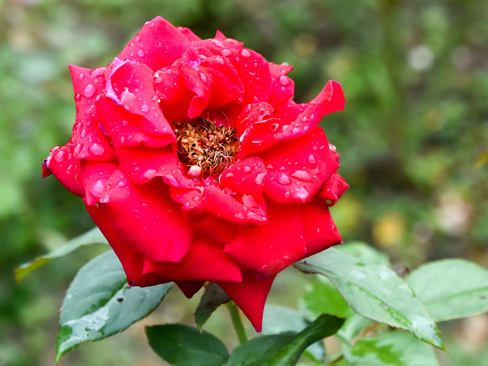 Червена влачеща Симпатия 7€