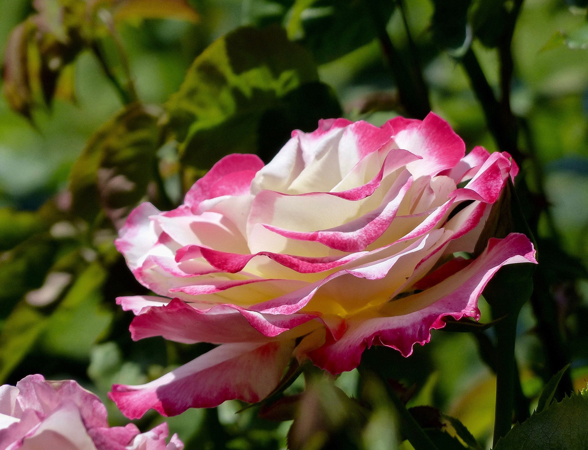 Дубъл дилайт 6€