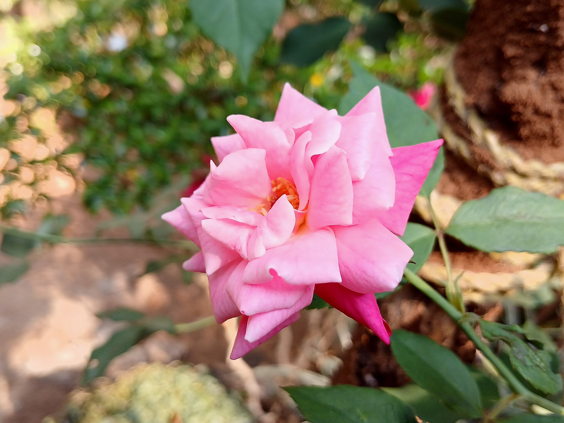 Гранд шато 6€