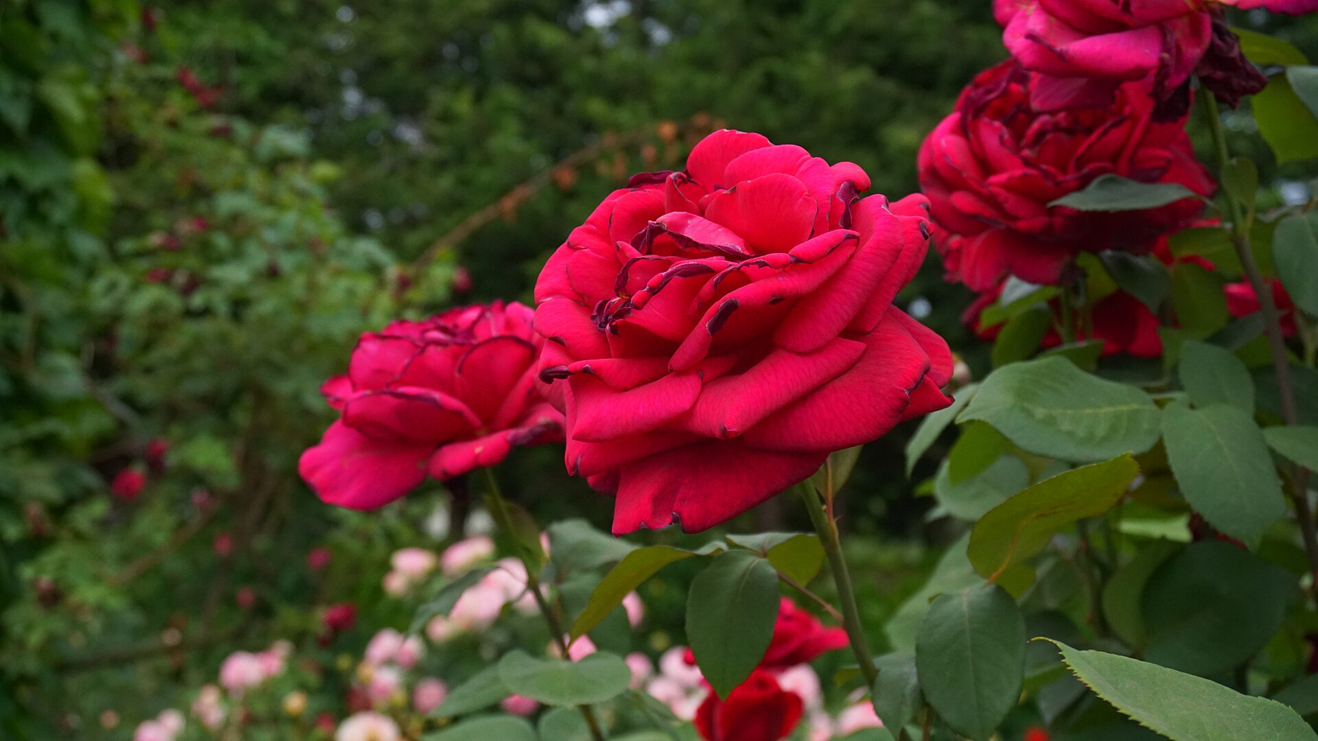 Мистър Линкълн 6€