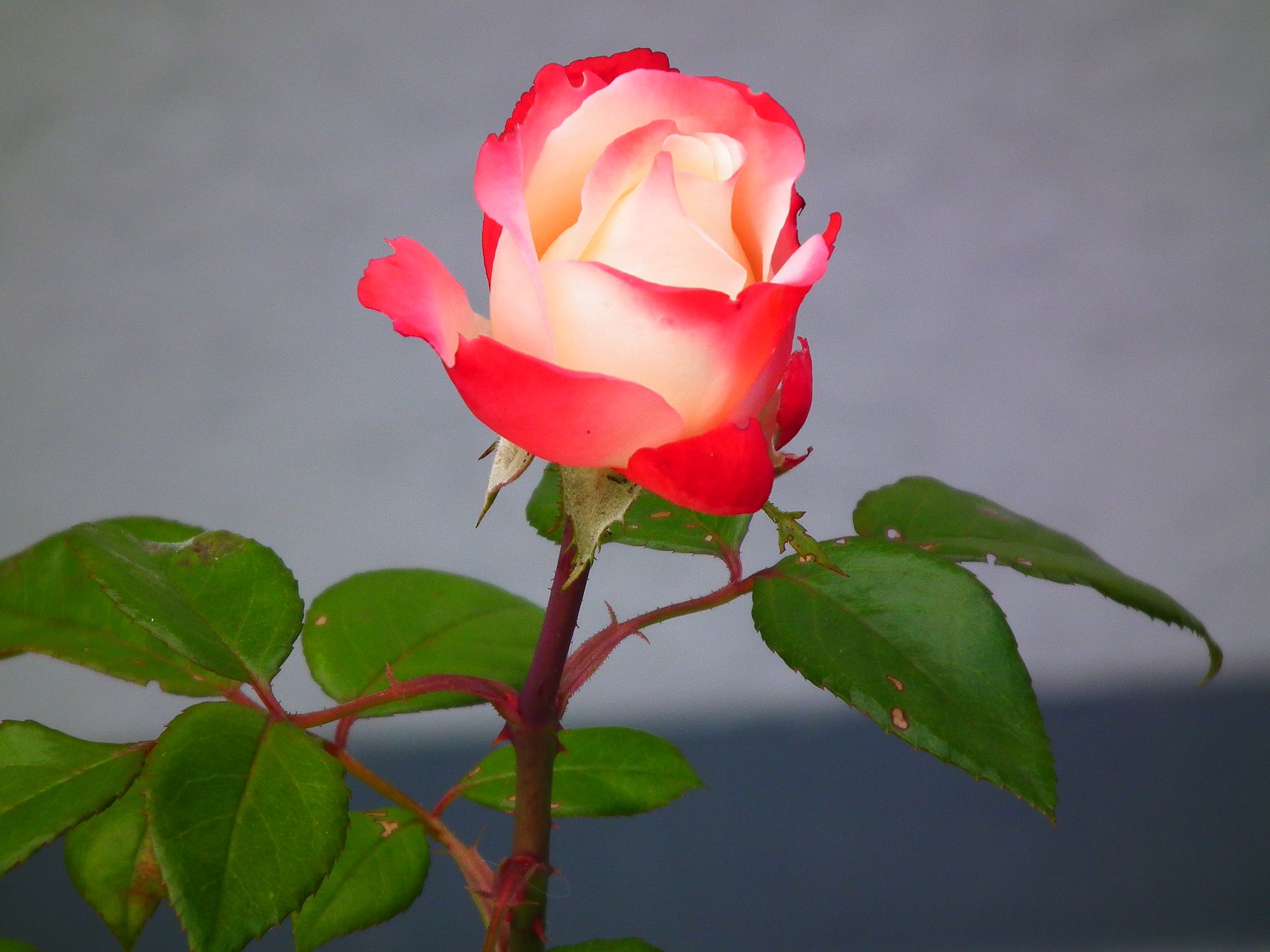 Носталгия 6€