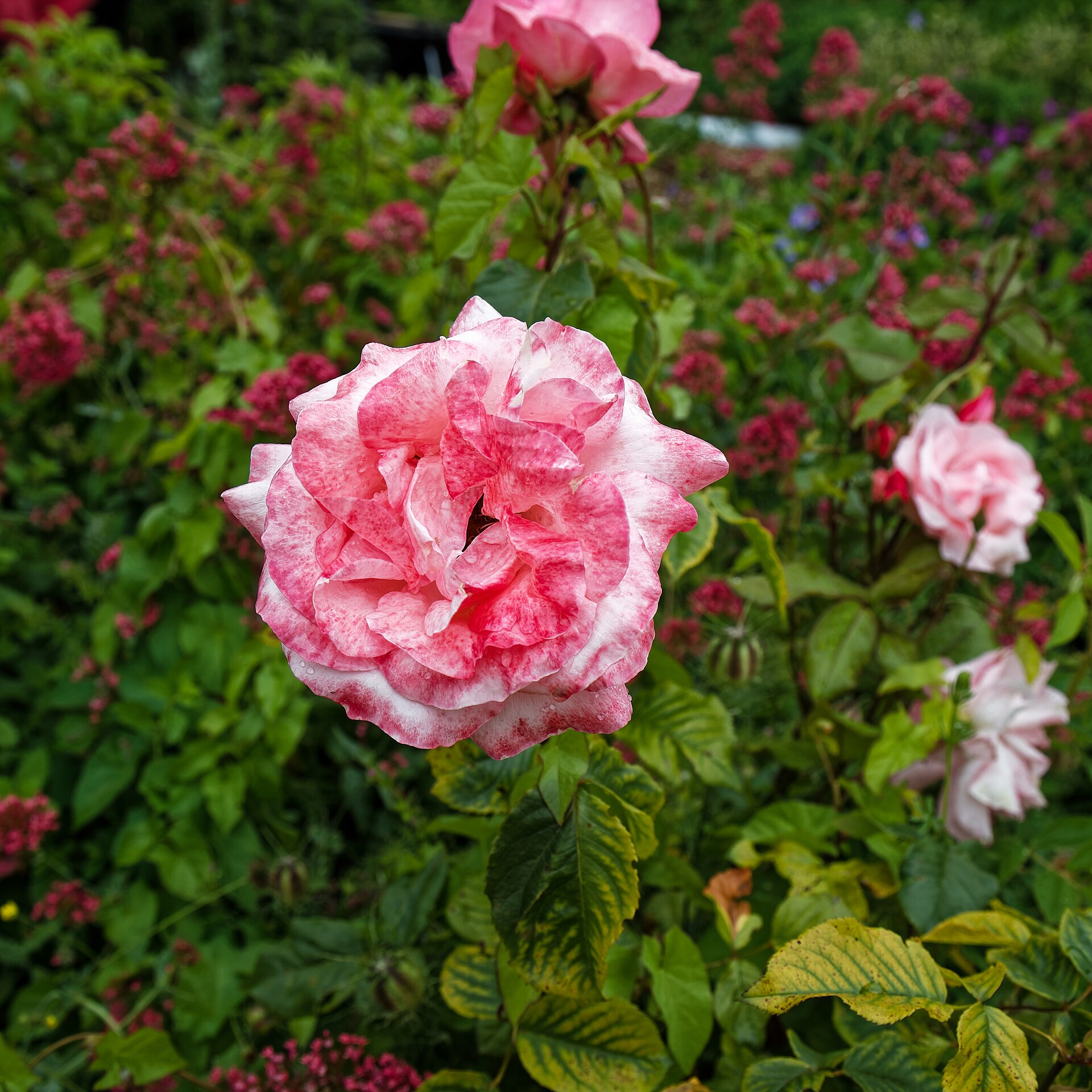 Ново имажине 6€