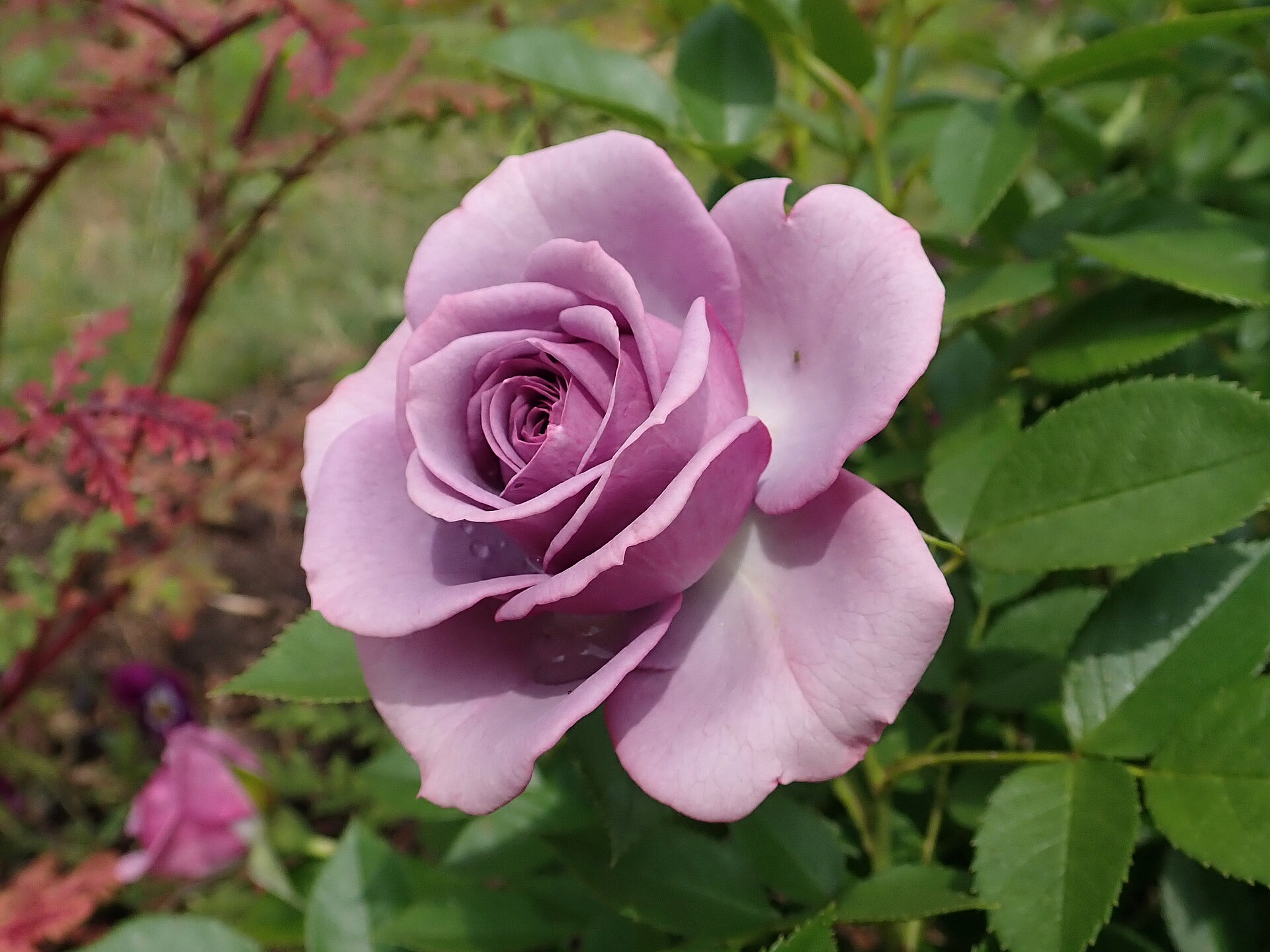 Пепел от рози 6€