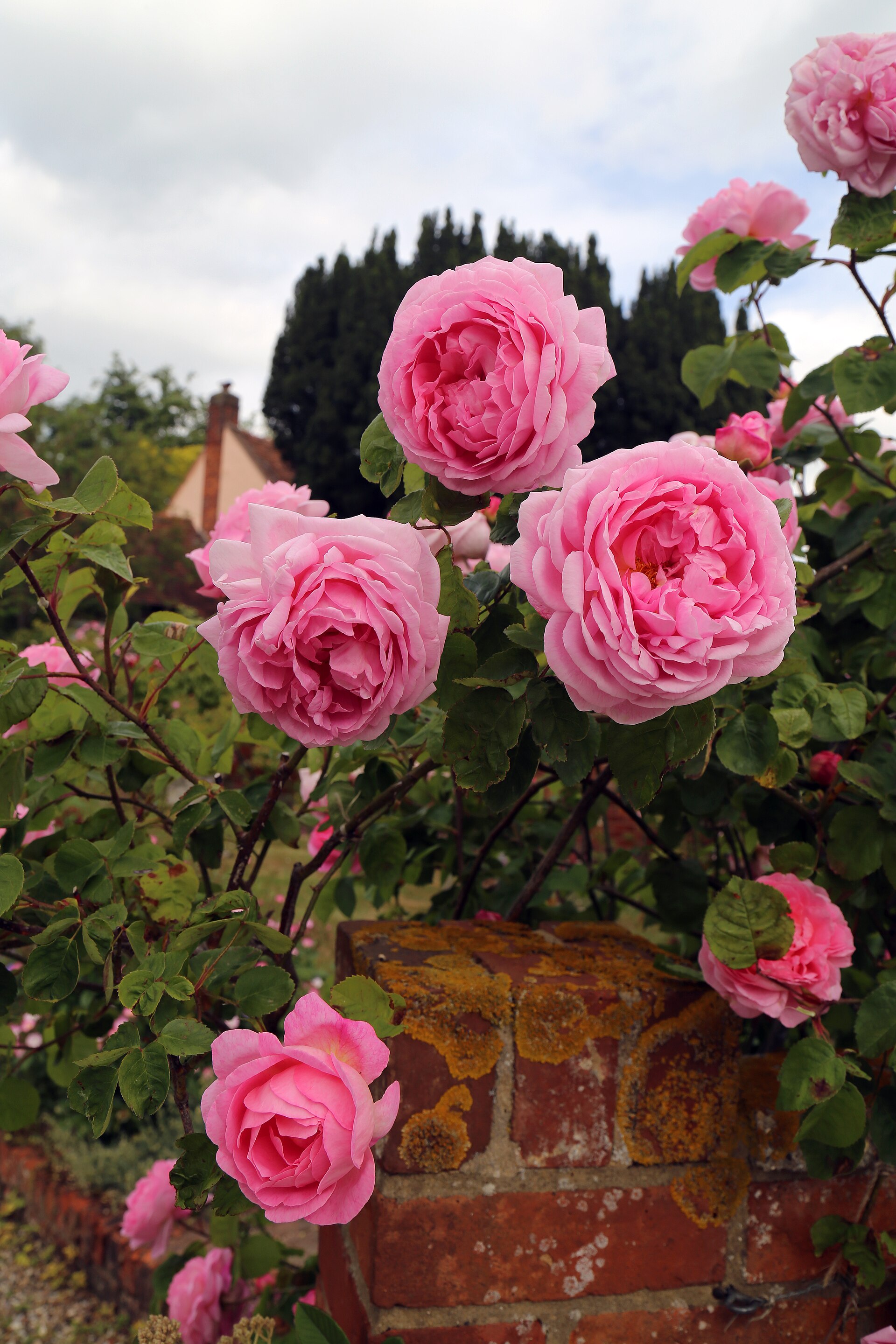 Розова магия 6€