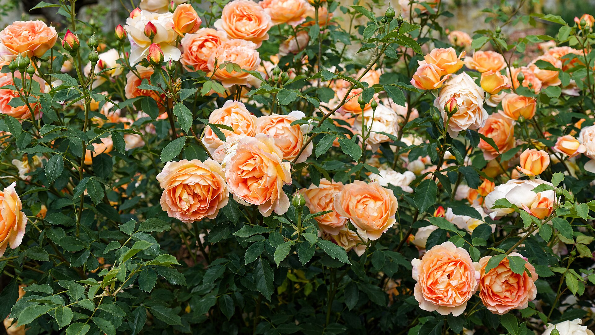 Розово шампанско 6€