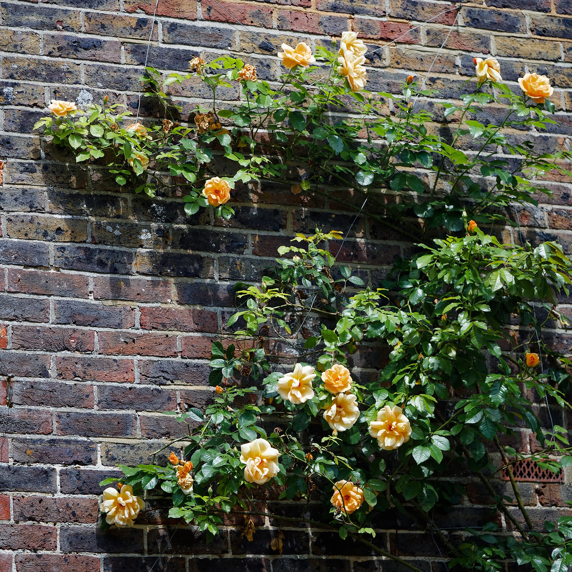 Сънрай влачеща роза 7€