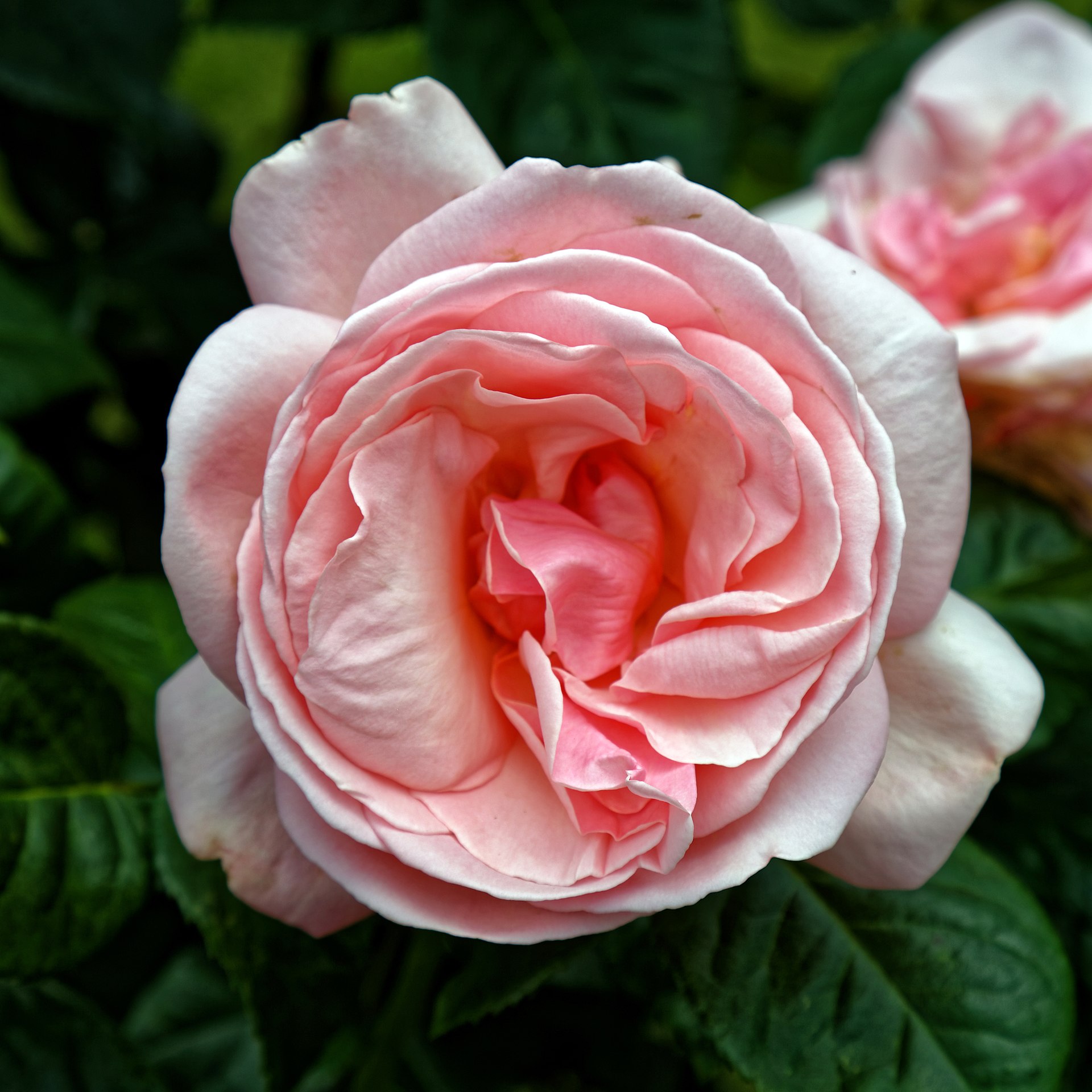 Шарена влачеща Фердинанд 7€