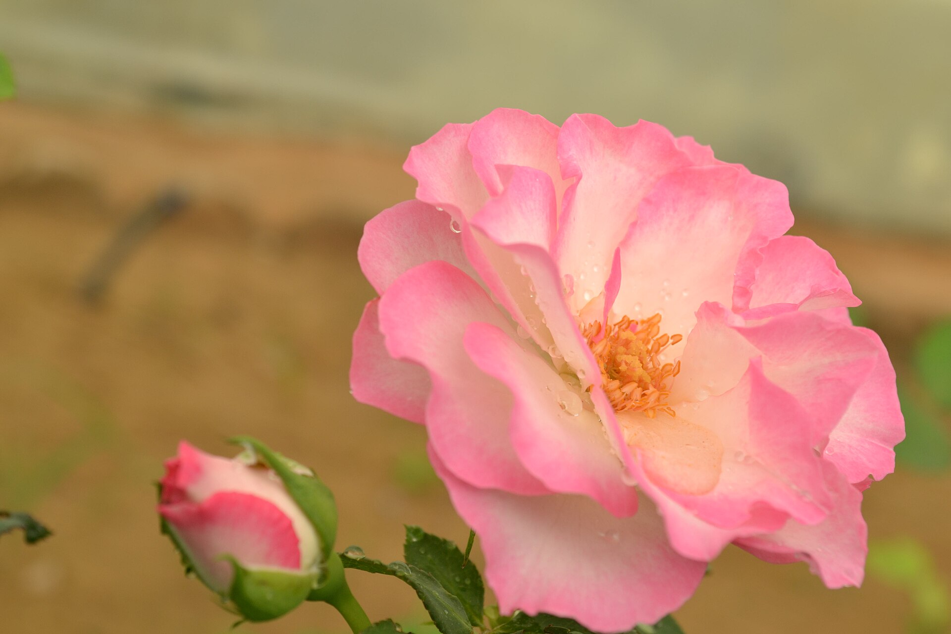 Шарена влачеща Инес 7€