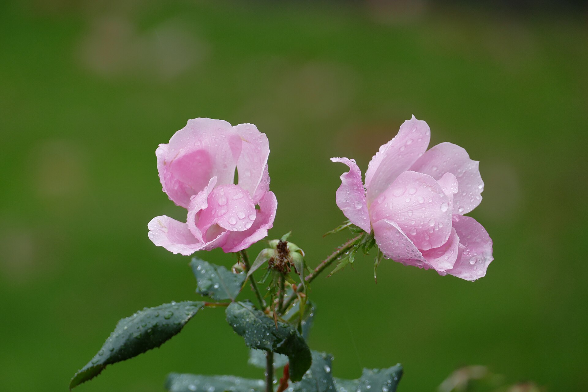 Смут лейди 6€